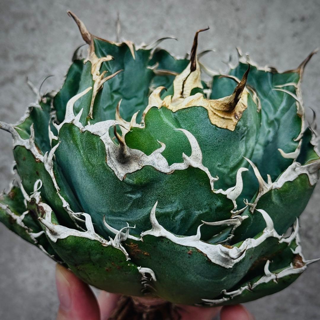 ぺ*い様 多肉植物・アガベ・チタノタ・スーパー白鯨【特選】　球型株