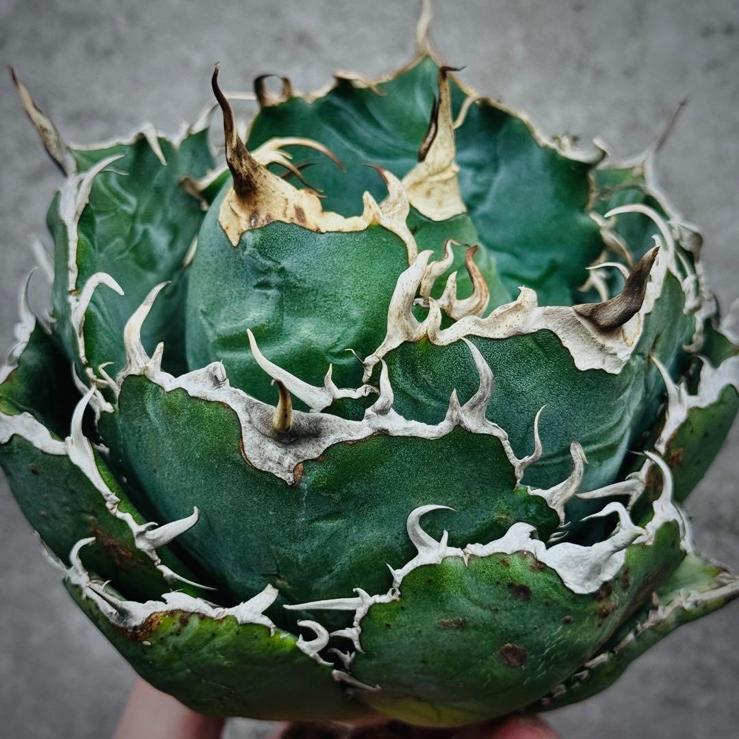 ぺ*い様 多肉植物・アガベ・チタノタ・スーパー白鯨【特選】　球型株