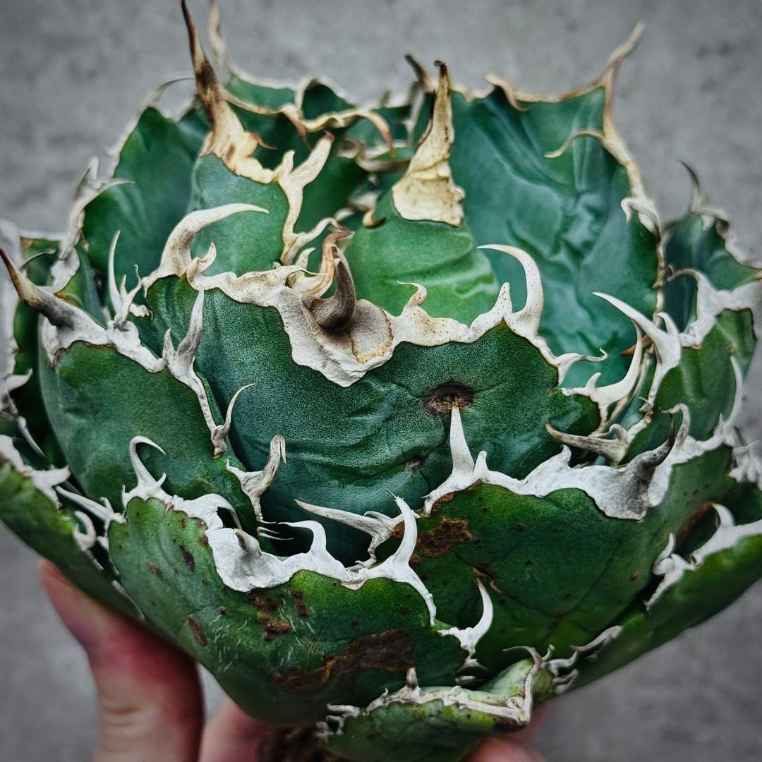 ぺ*い様 多肉植物・アガベ・チタノタ・スーパー白鯨【特選】　球型株