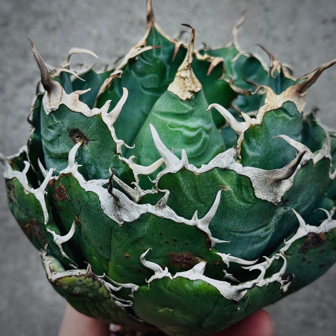 ぺ*い様 多肉植物・アガベ・チタノタ・スーパー白鯨【特選】　球型株