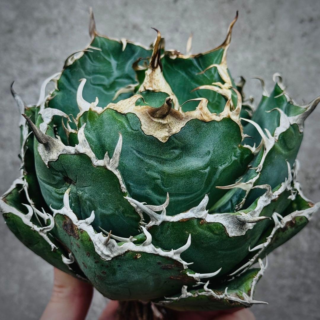 ぺ*い様 多肉植物・アガベ・チタノタ・スーパー白鯨【特選】　球型株