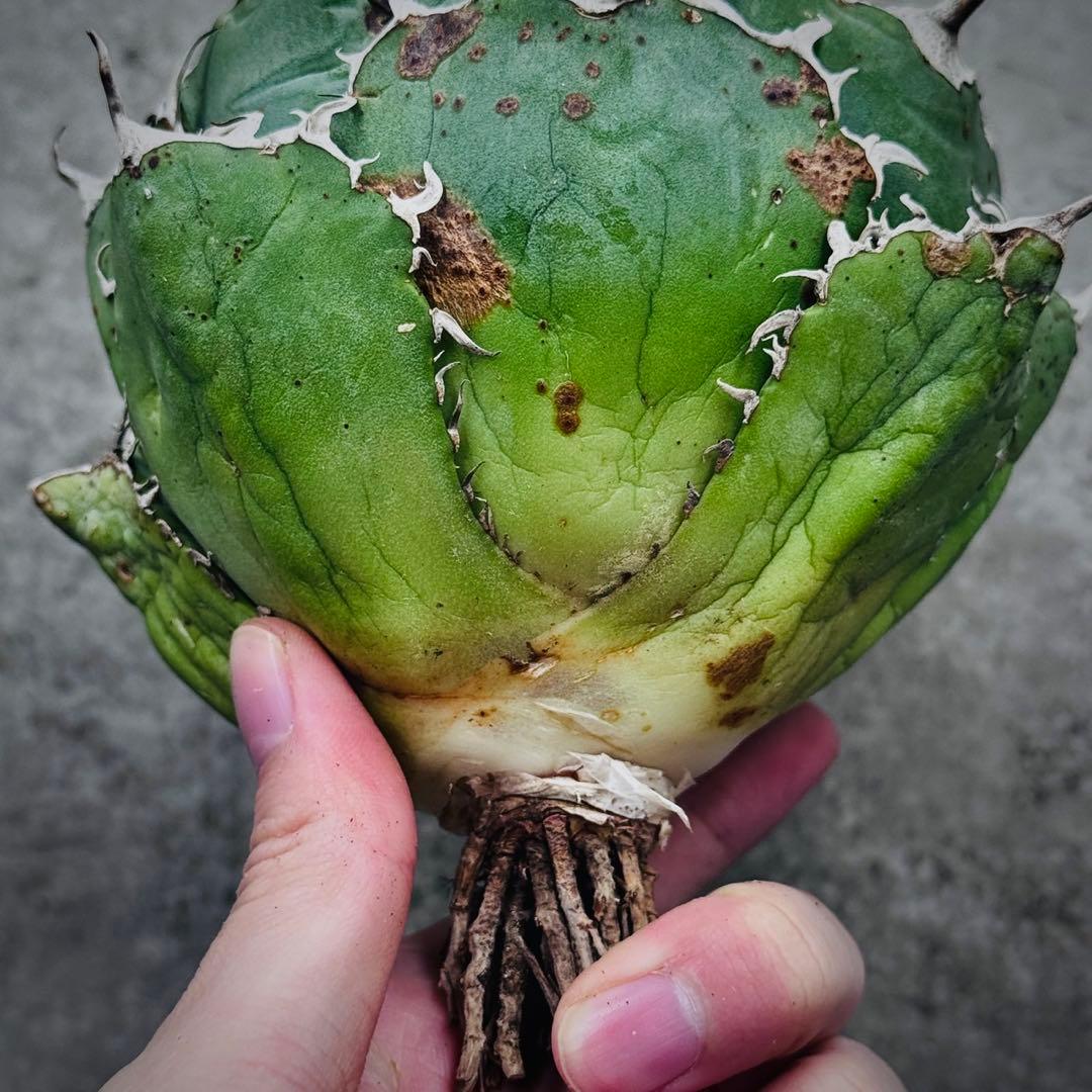 ぺ*い様 多肉植物・アガベ・チタノタ・スーパー白鯨【特選】　球型株