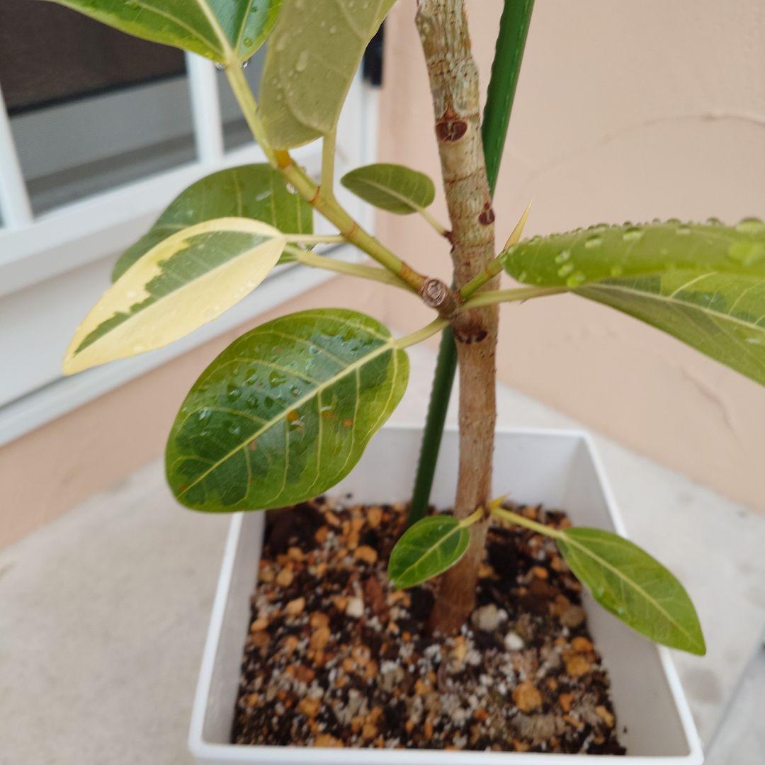 フィカス　アルテマ　斑入り　まがり　芽多数　　6