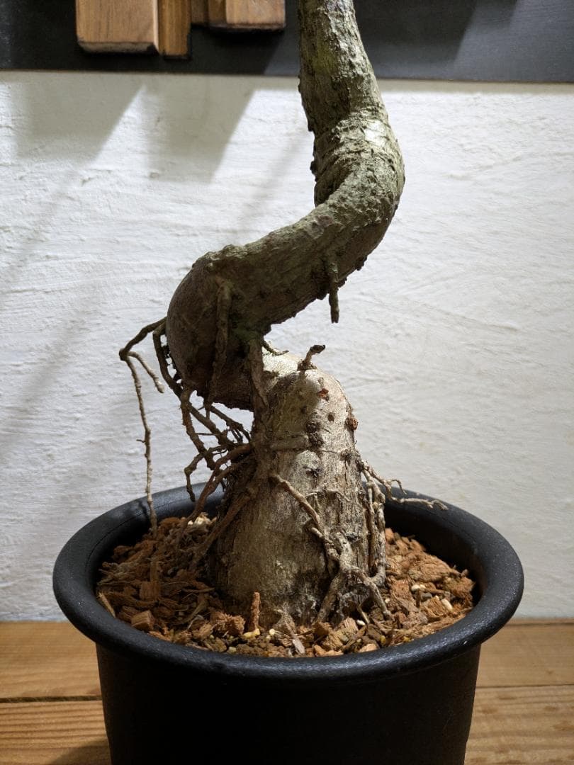 ブラキキトン ルペストリス『ボトルツリー』〈現品限り〉【インテリアグリーン】