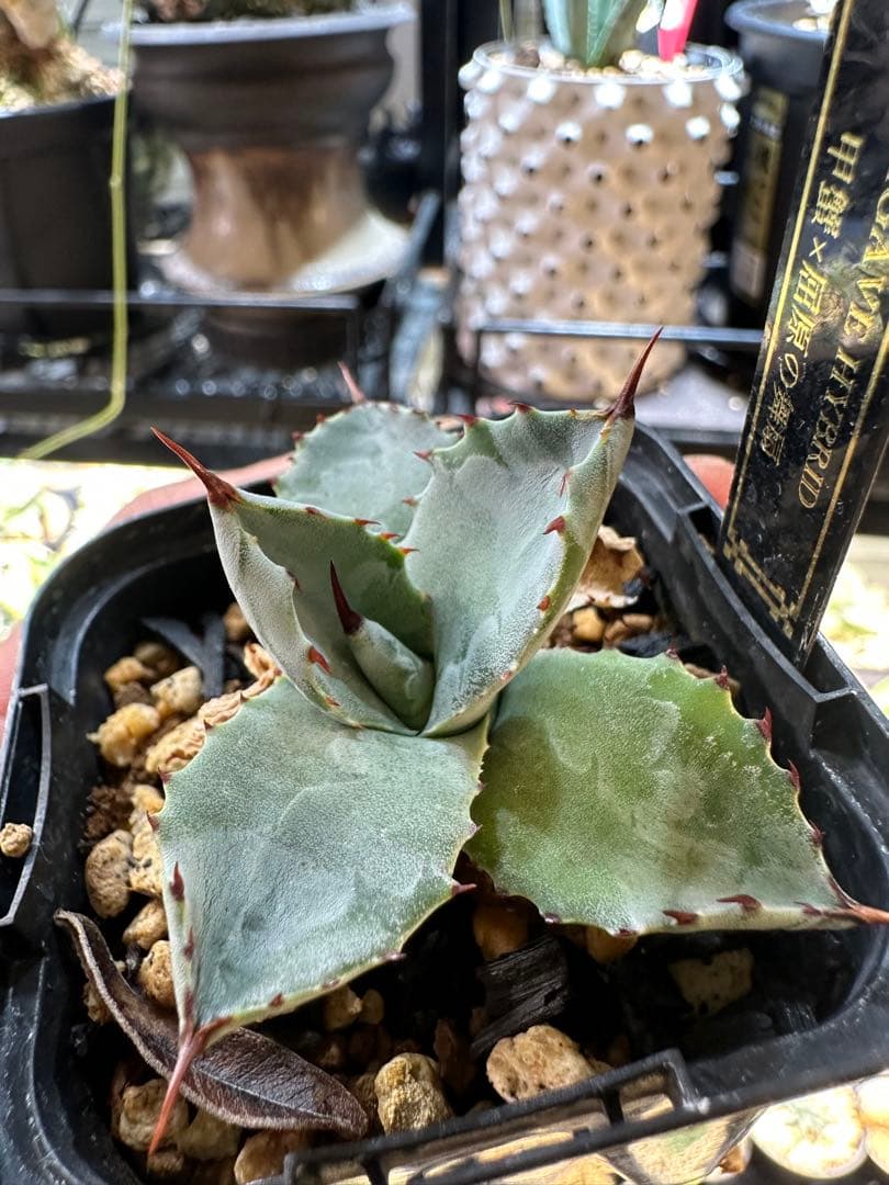 アガベ　ハイブリッド　lize産　特白個体　甲蟹×屈原　発根済み