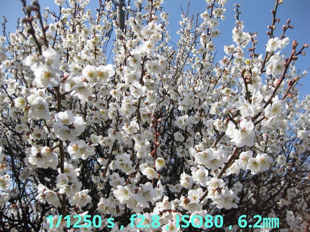良品 Canon IXY DIGITAL 25 IS シルバー【作例写真有り】
