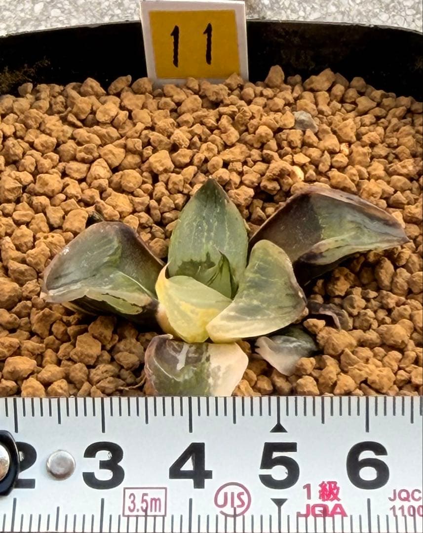 ハオルチア　裏般若錦　美株斑