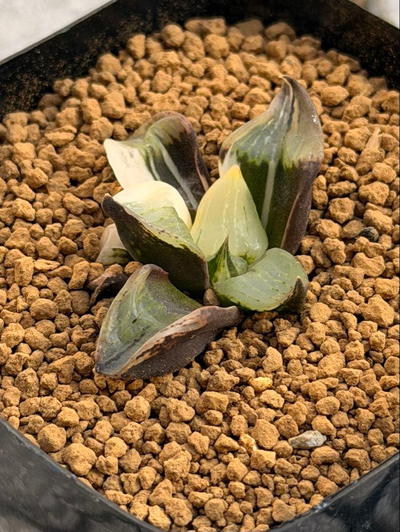 ハオルチア　裏般若錦　美株斑