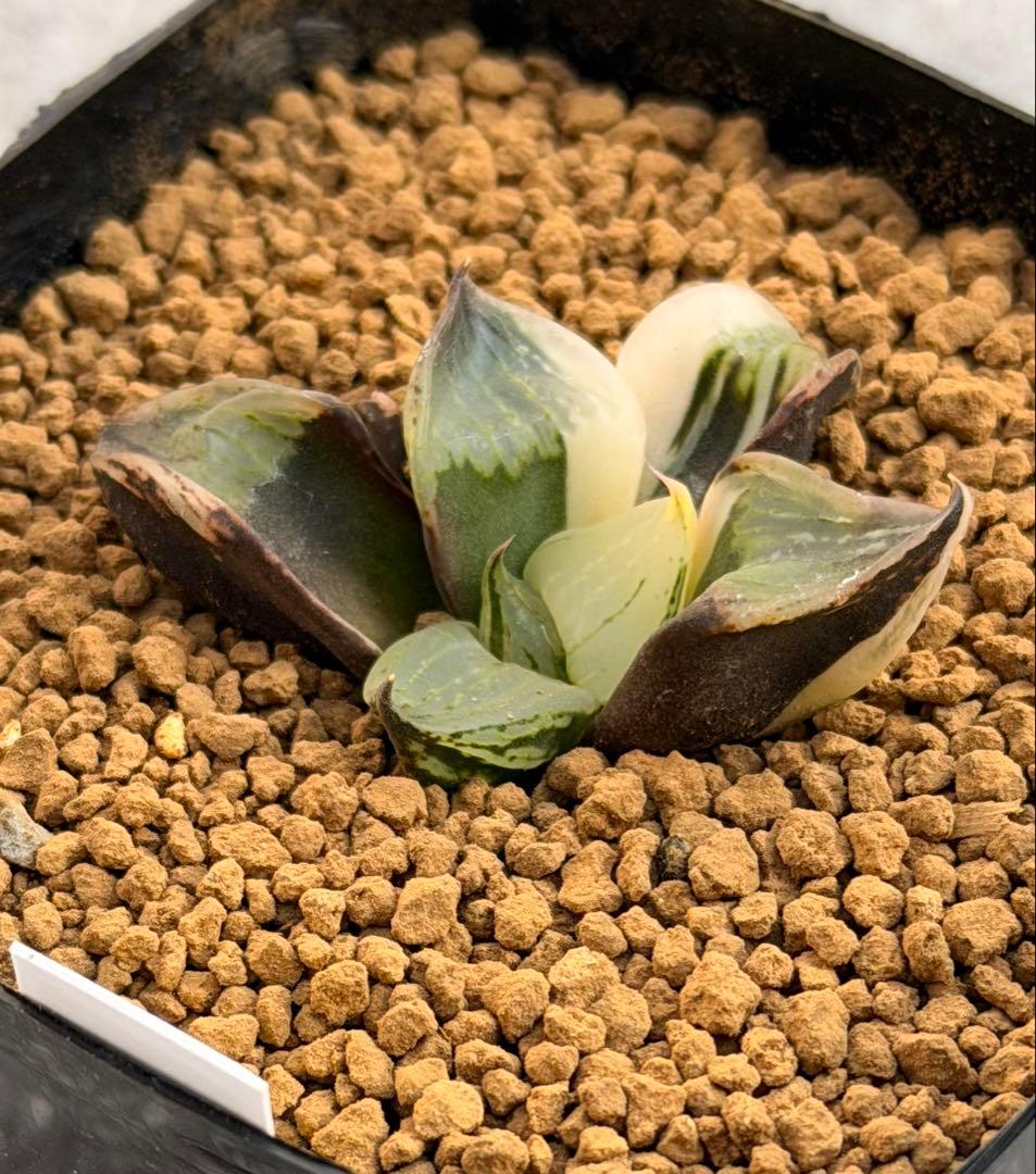 ハオルチア　裏般若錦　美株斑