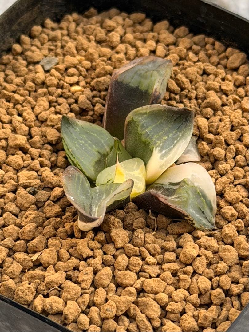 ハオルチア　裏般若錦　美株斑