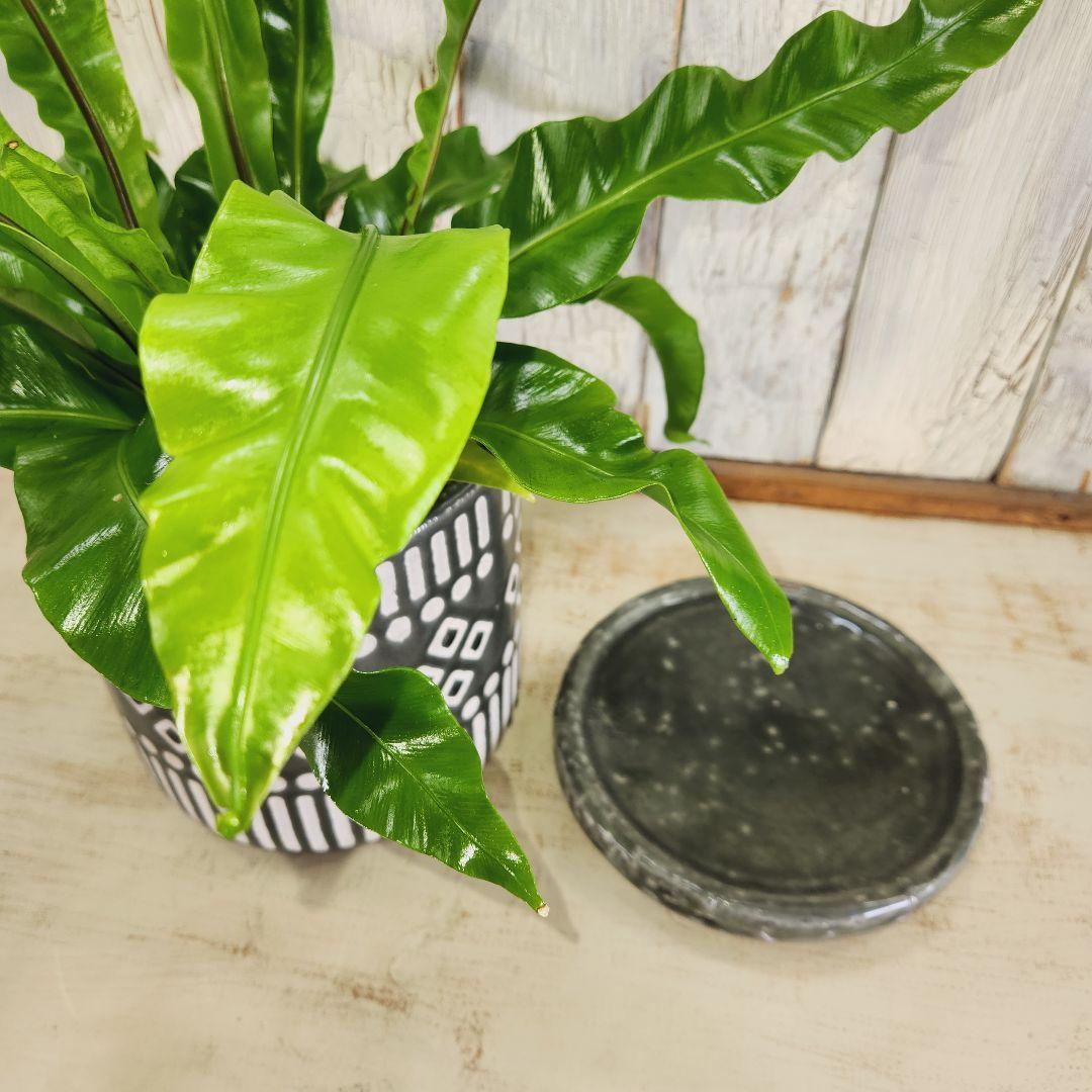 観葉植物　アスプレニウム ユニコーン