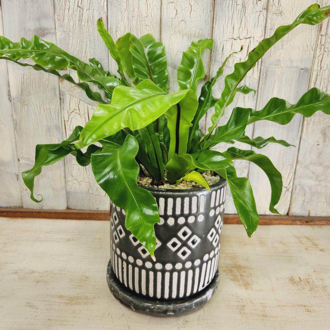 観葉植物　アスプレニウム ユニコーン