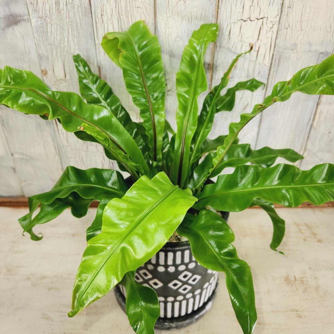 観葉植物　アスプレニウム ユニコーン