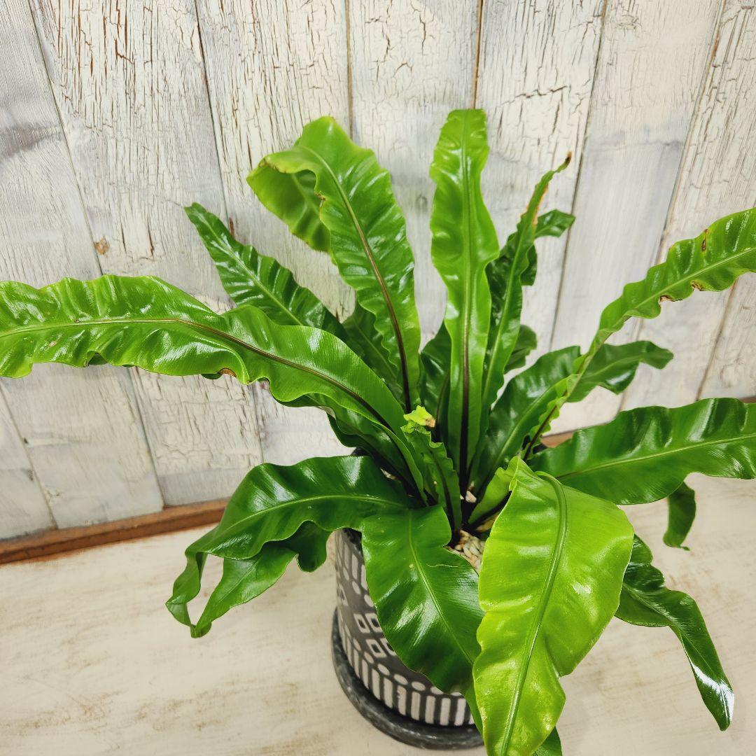 観葉植物　アスプレニウム ユニコーン