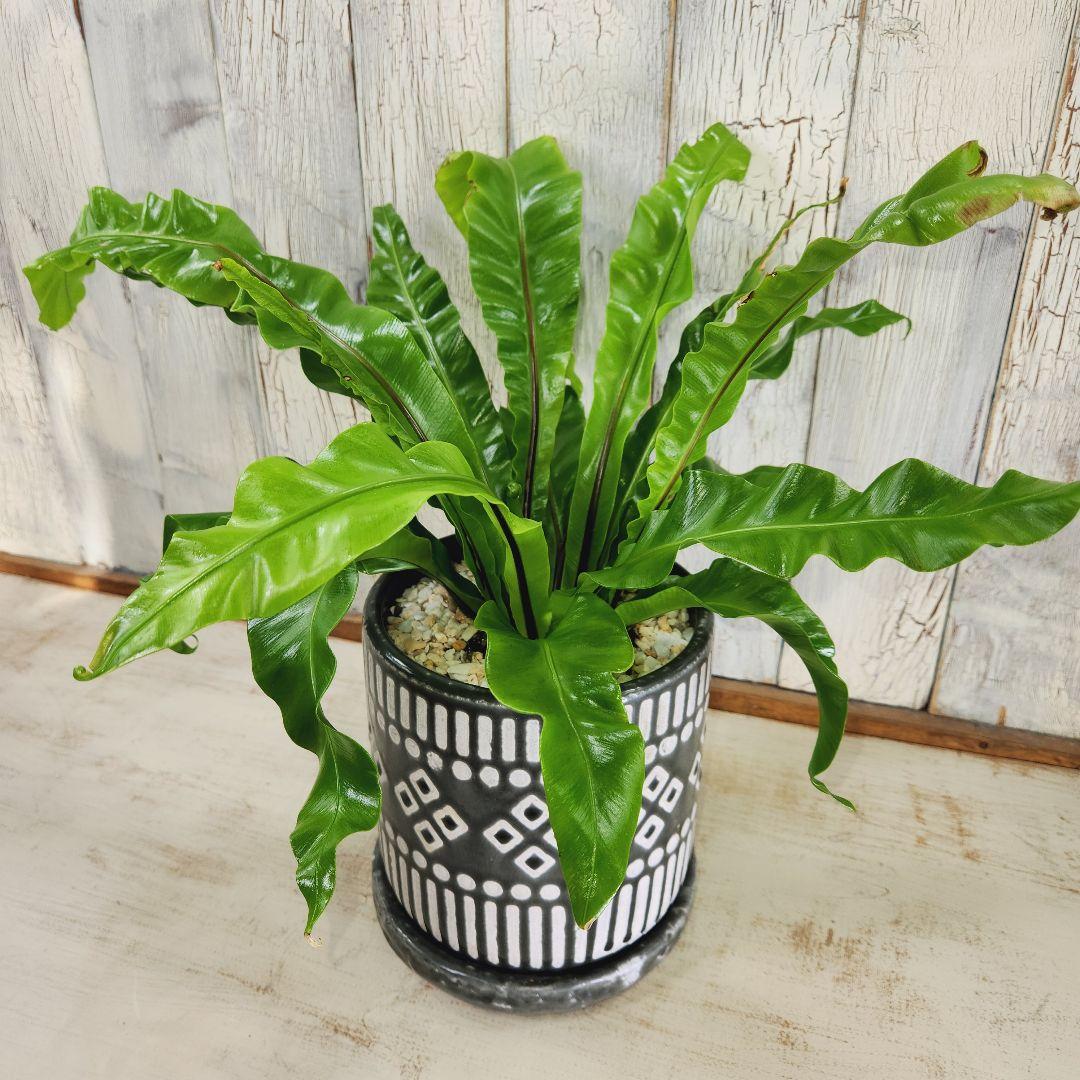 観葉植物　アスプレニウム ユニコーン