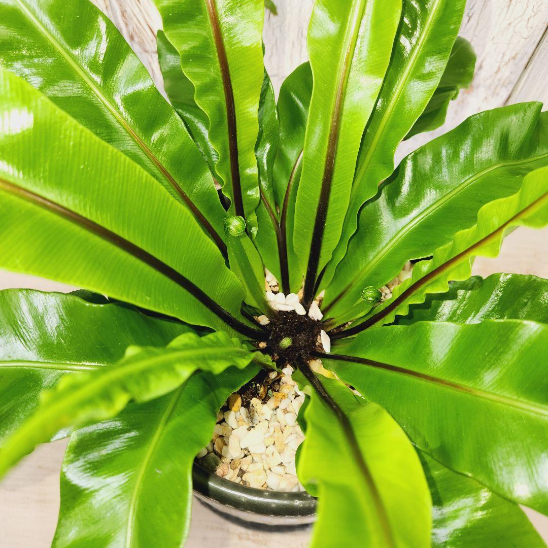 観葉植物　アスプレニウム ユニコーン