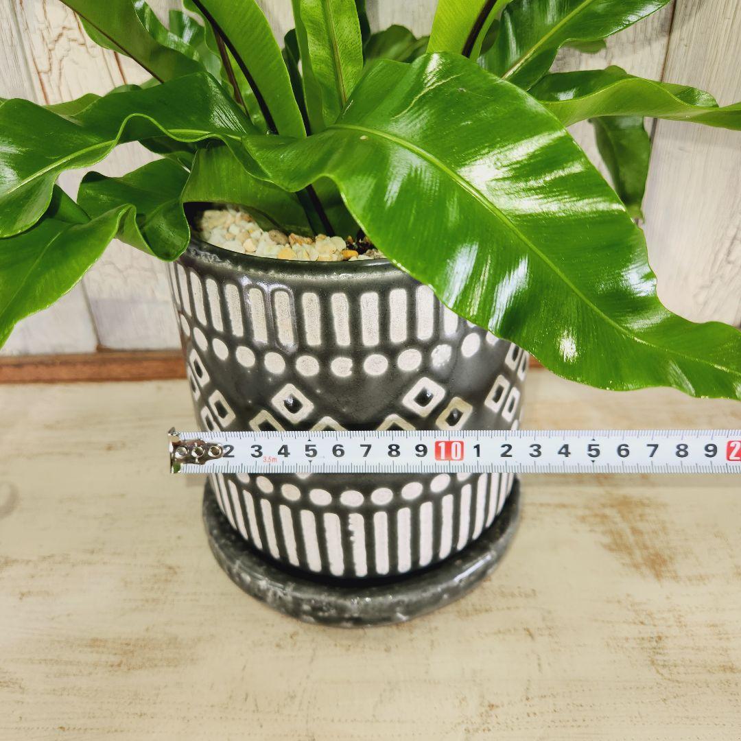 観葉植物　アスプレニウム ユニコーン