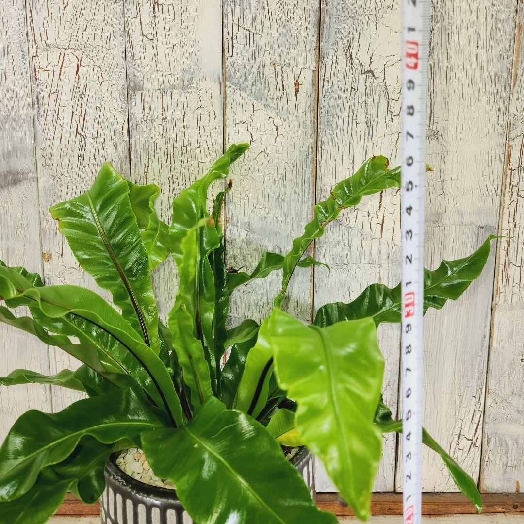 観葉植物　アスプレニウム ユニコーン