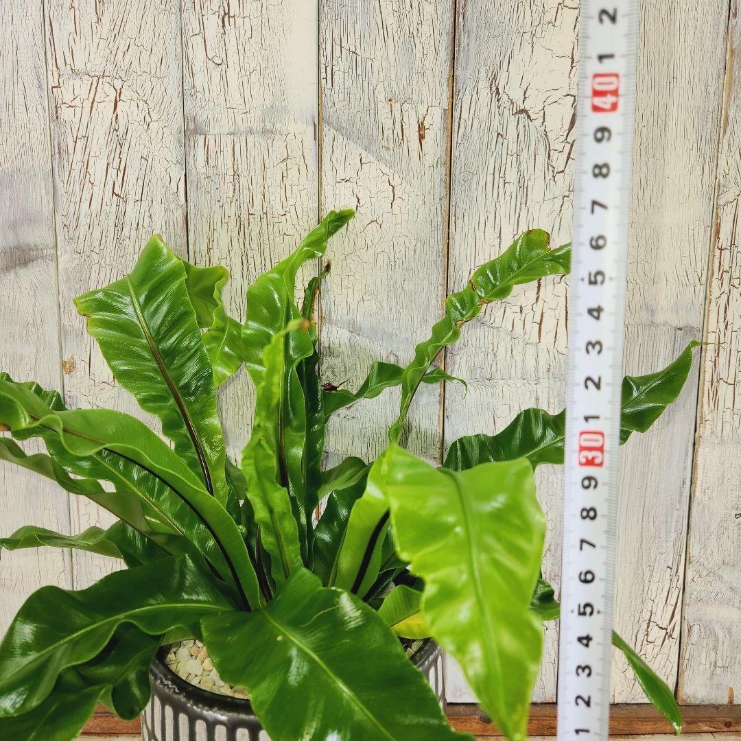 観葉植物　アスプレニウム ユニコーン