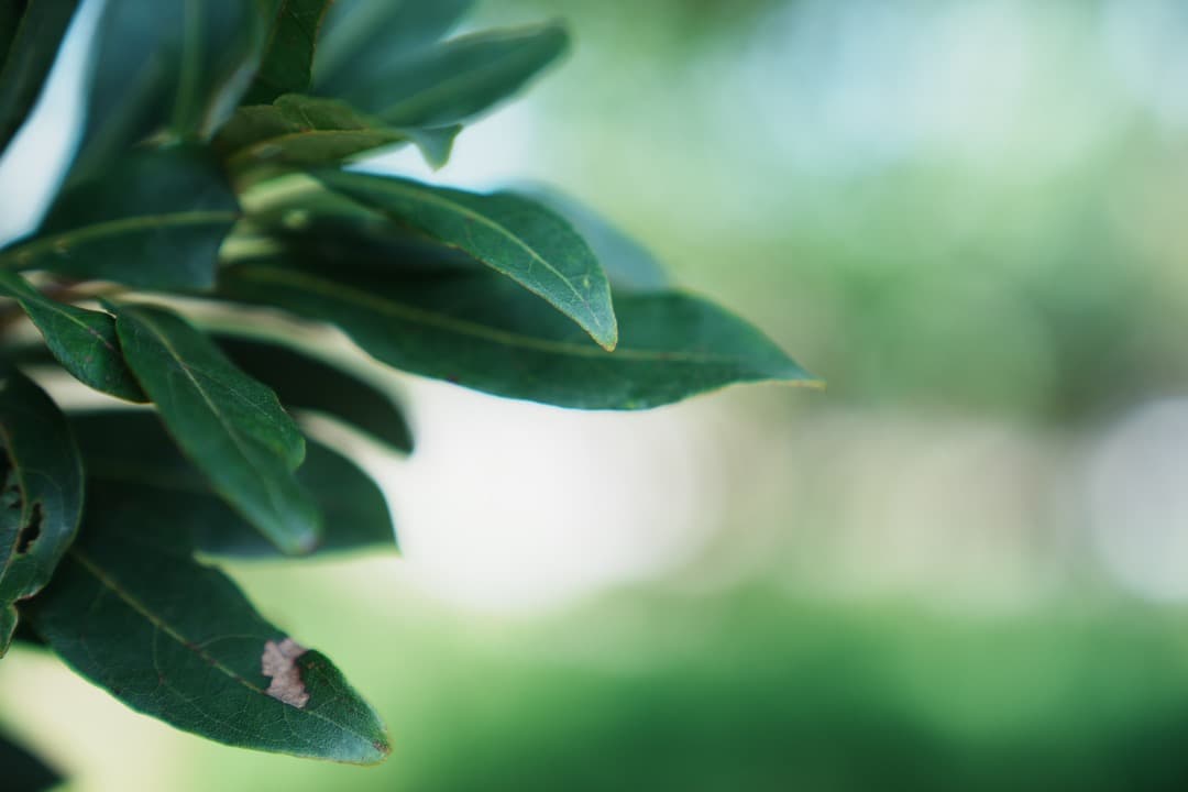 極美品 SONY FE24-70mm F2.8 GM SEL2470GM 28