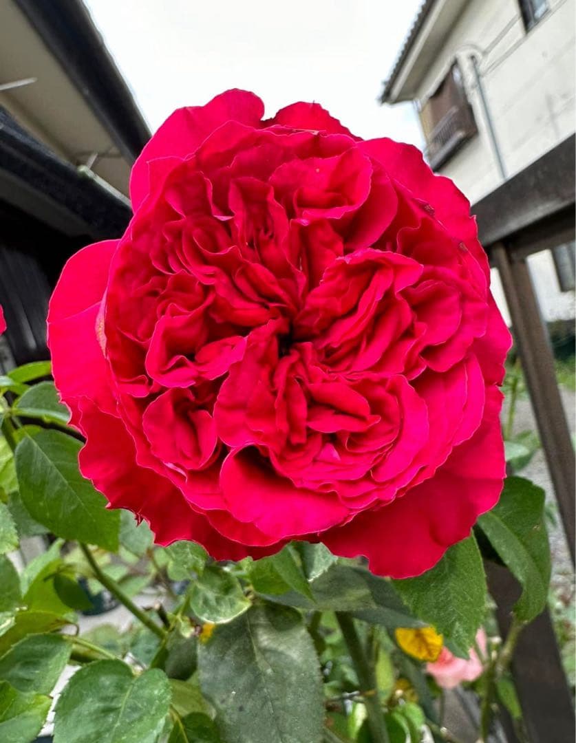 レア薔薇　切り花品　Vic。。。 red