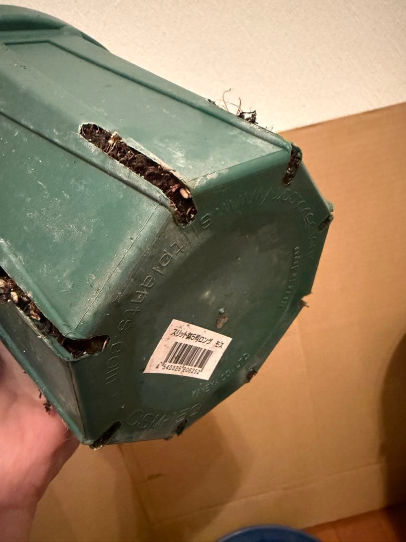 レア薔薇　切り花品　Vic。。。 red