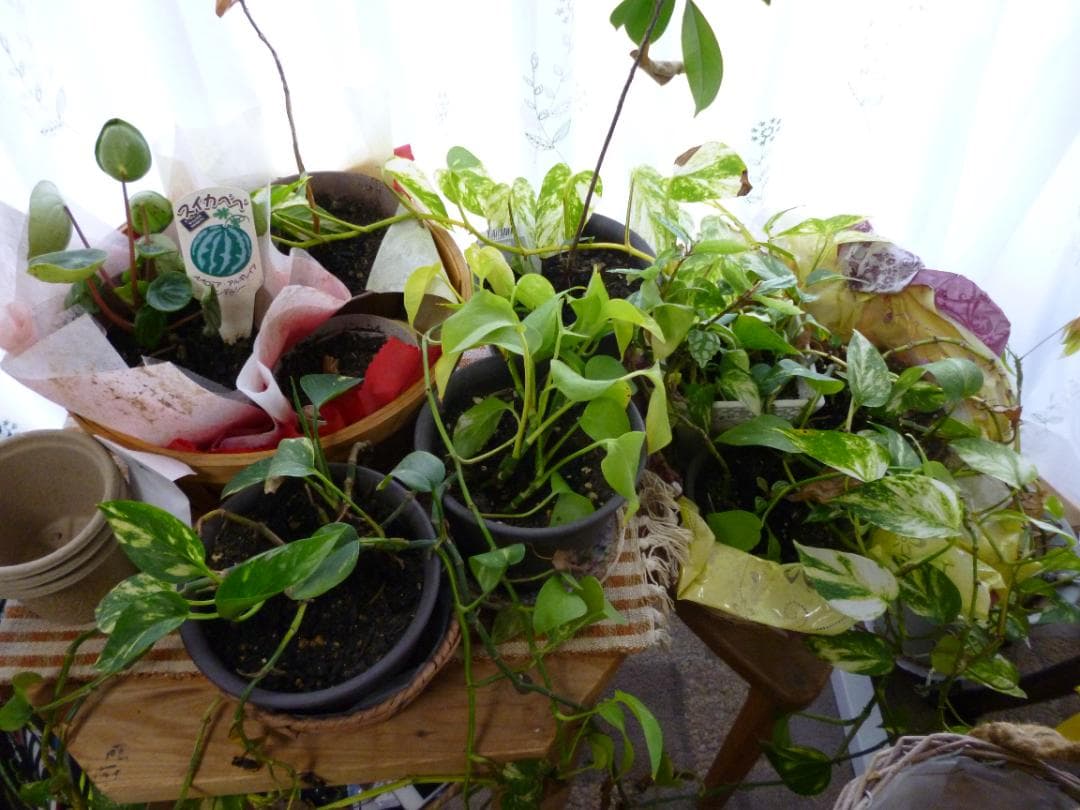 美品 撮影画像あり　Panasonic　DMC-FH5　付属品有　専用ケース付