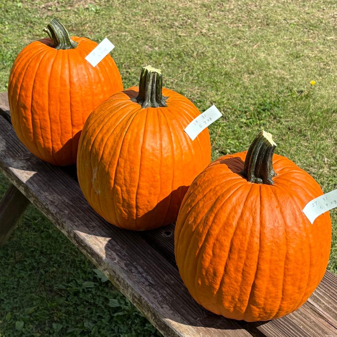 【Rakkoonその1】ハロウィンかぼちゃ　本物