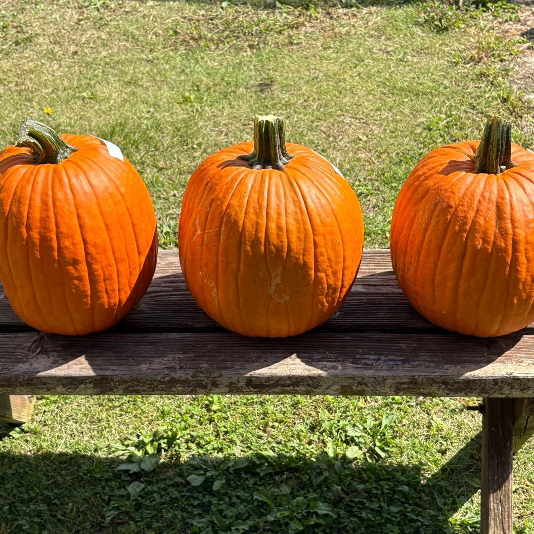 【Rakkoonその1】ハロウィンかぼちゃ　本物