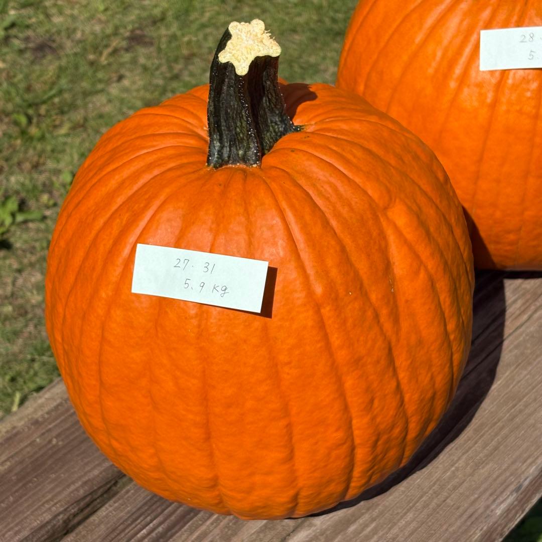 【Rakkoonその1】ハロウィンかぼちゃ　本物