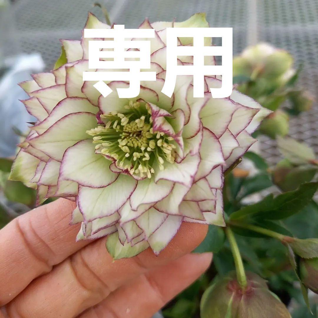 値下げ！人気のピコティ変わり咲き⭐クリスマスローズ、大苗、開花株