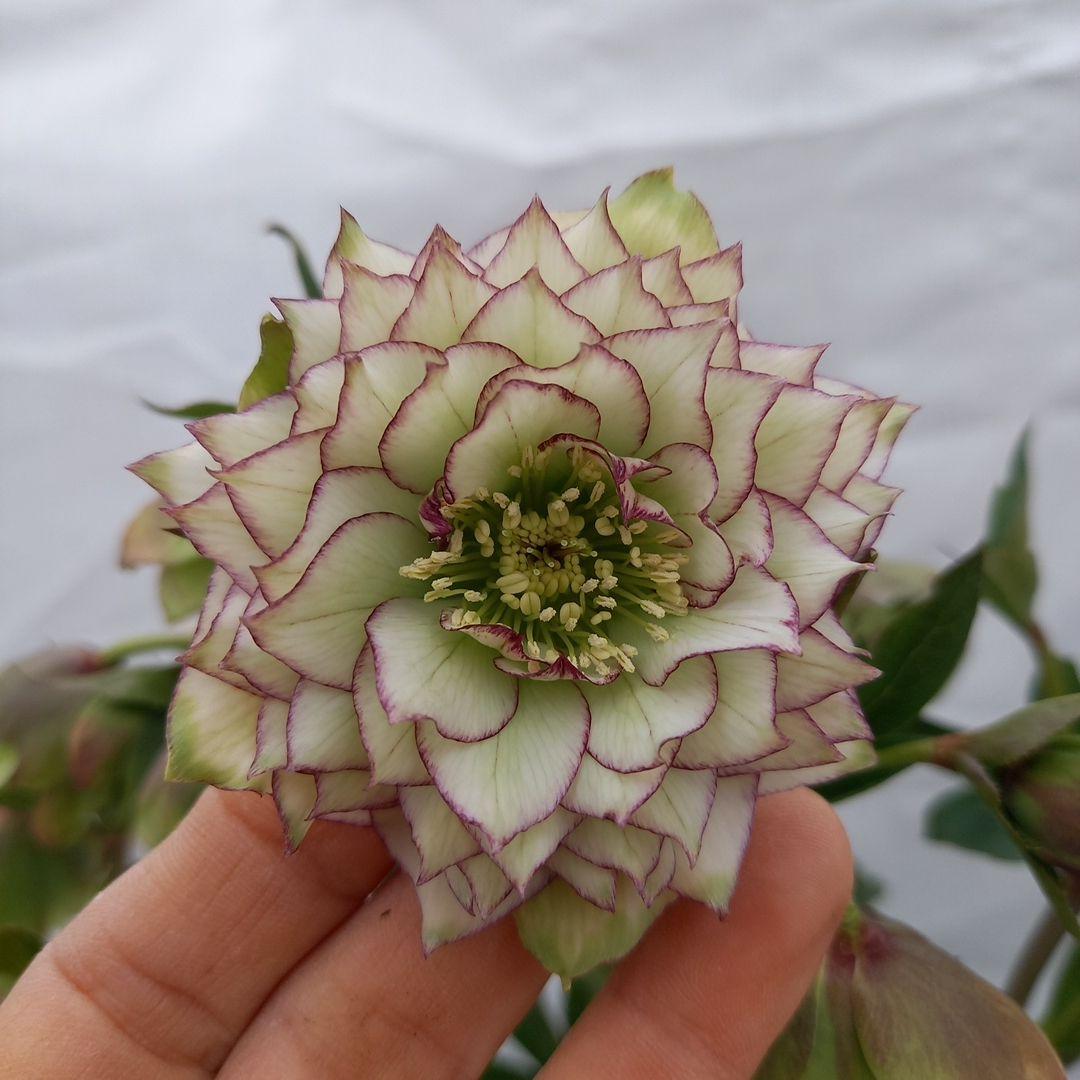 値下げ！人気のピコティ変わり咲き⭐クリスマスローズ、大苗、開花株