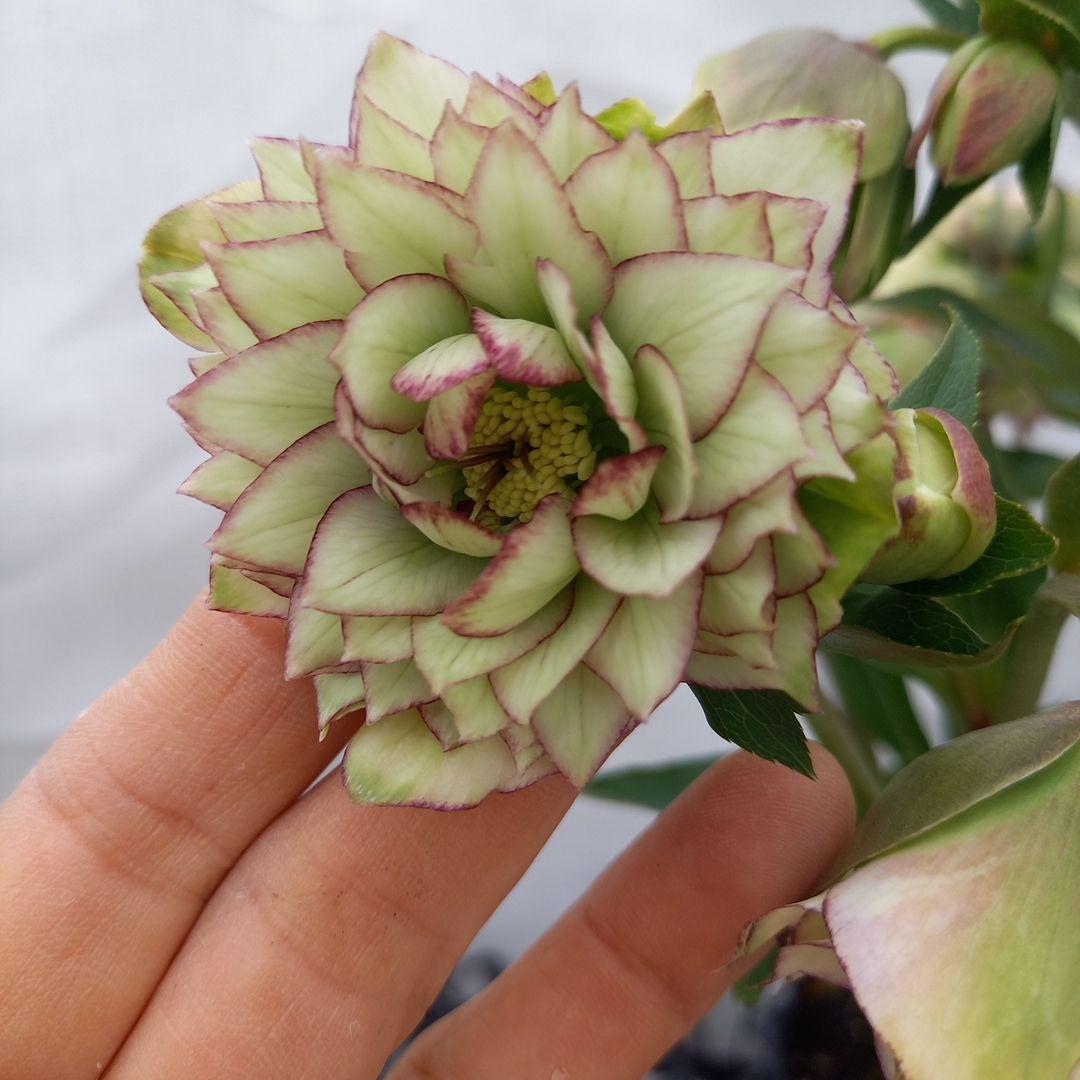 値下げ！人気のピコティ変わり咲き⭐クリスマスローズ、大苗、開花株