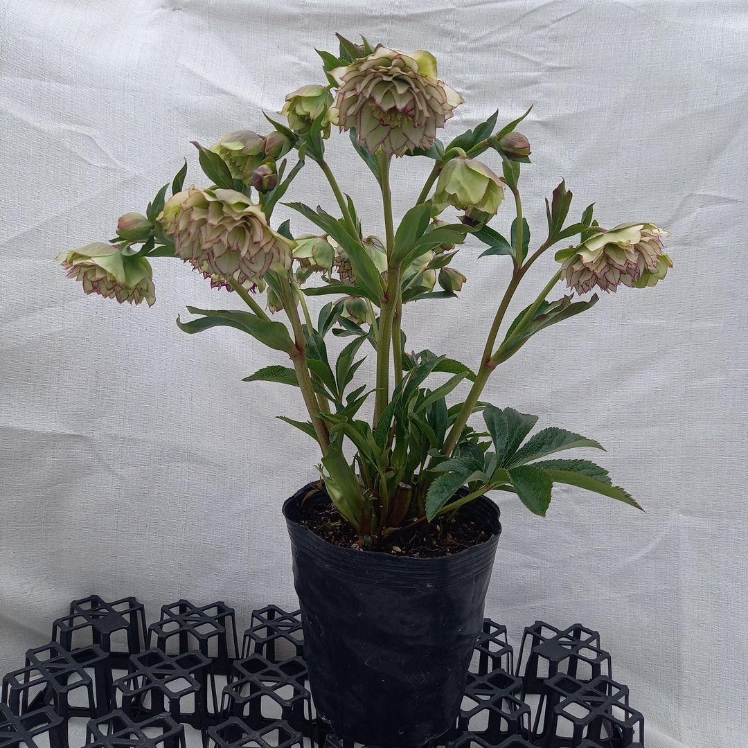 値下げ！人気のピコティ変わり咲き⭐クリスマスローズ、大苗、開花株