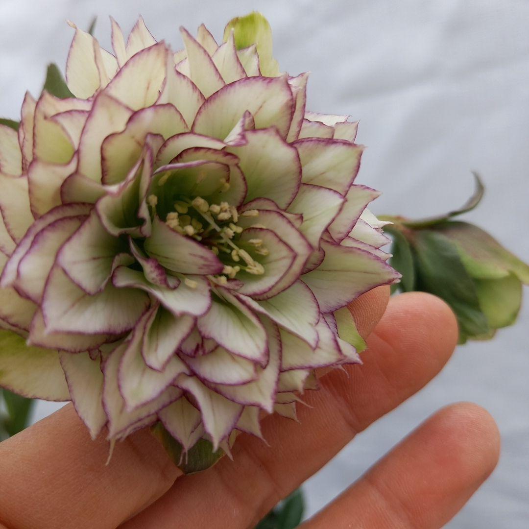 値下げ！人気のピコティ変わり咲き⭐クリスマスローズ、大苗、開花株