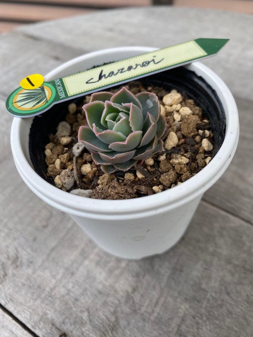 1 希少　原種　チャザロイ　Echeveria chazaroi