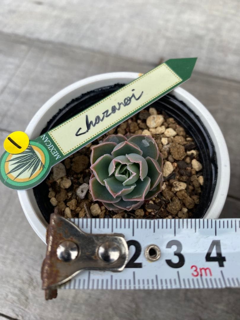 1 希少　原種　チャザロイ　Echeveria chazaroi
