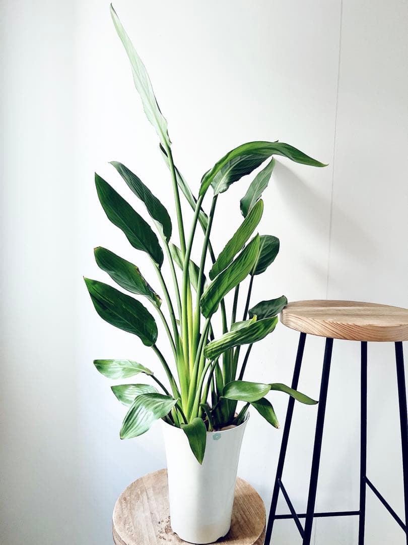 《人気》ストレリチア レギネ 極楽鳥花 観葉植物 calm cafe