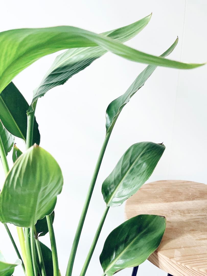 《人気》ストレリチア レギネ 極楽鳥花 観葉植物 calm cafe
