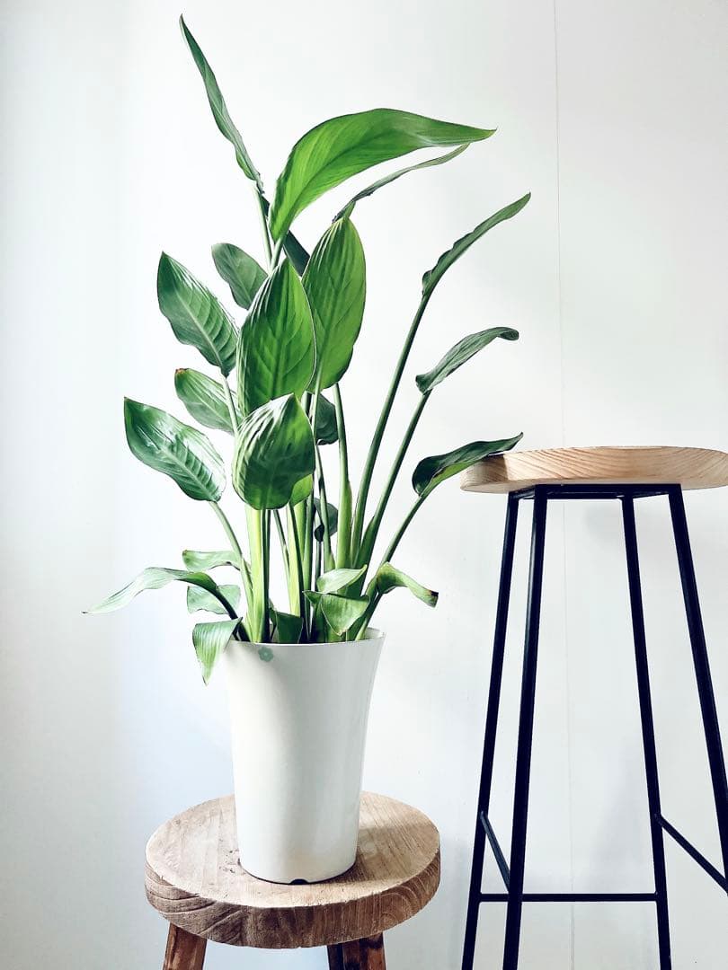 《人気》ストレリチア レギネ 極楽鳥花 観葉植物 calm cafe