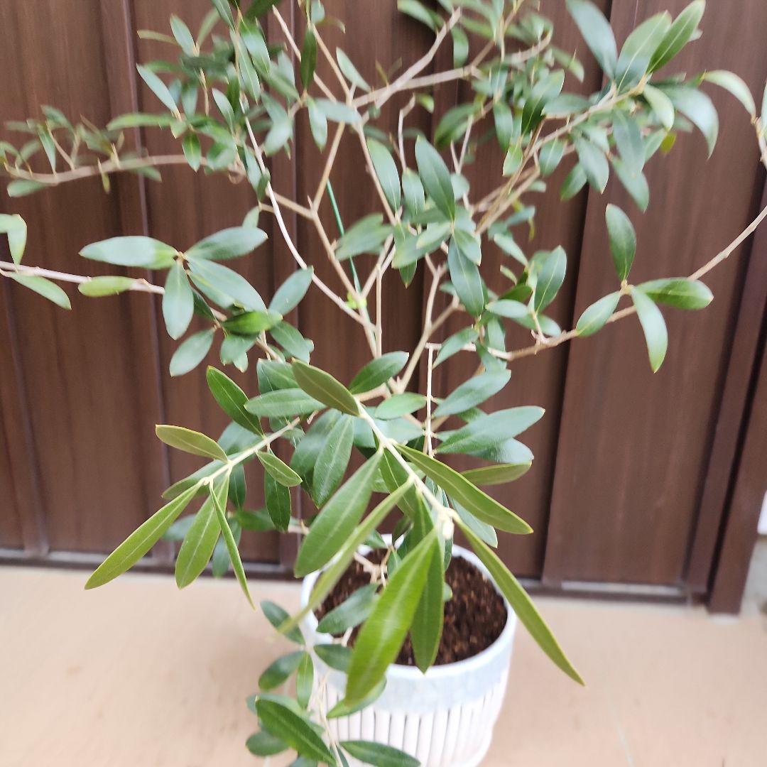 オリーブ　ネバディロブランコ　陶器鉢植え　苗