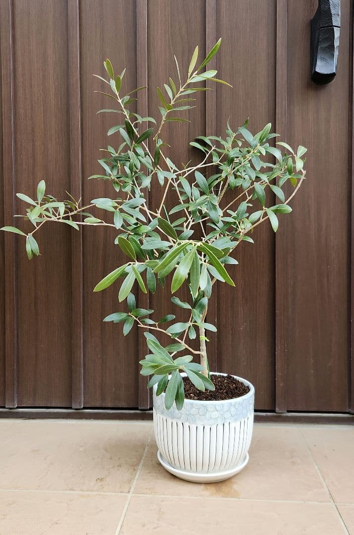オリーブ　ネバディロブランコ　陶器鉢植え　苗