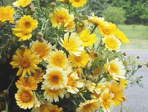 姫春菊の強化苗３０株セット＋粗品プレゼント＋全国匿名送料無料です＼(^o^)／