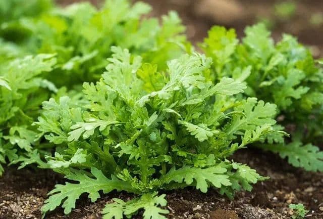 姫春菊の強化苗３０株セット＋粗品プレゼント＋全国匿名送料無料です＼(^o^)／