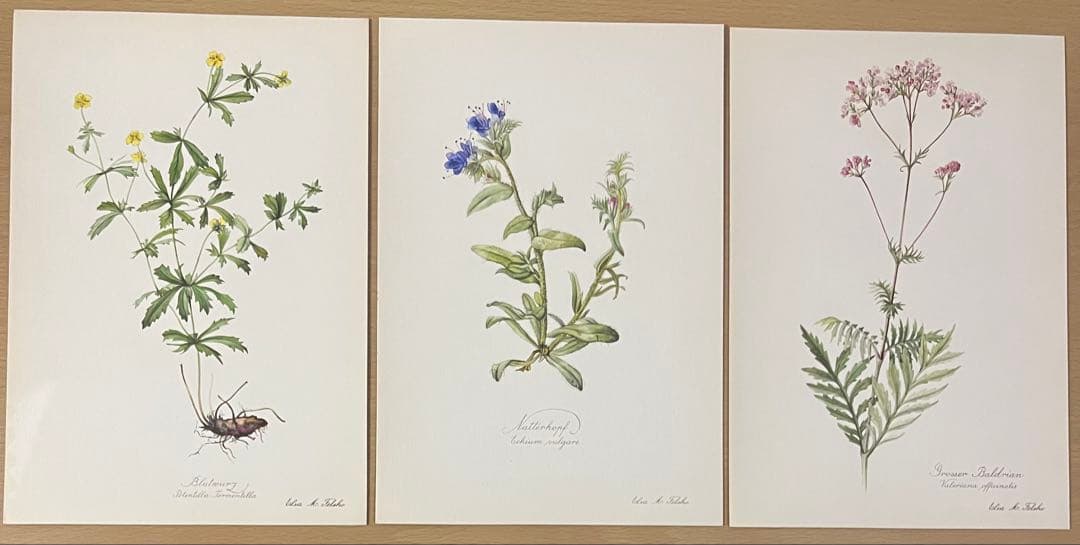 No.438ドイツ ヴィンテージ 紙もの ボタニカルアート 植物図鑑 水彩画