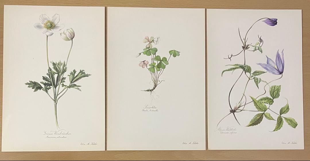 No.438ドイツ ヴィンテージ 紙もの ボタニカルアート 植物図鑑 水彩画