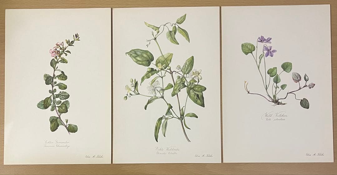 No.438ドイツ ヴィンテージ 紙もの ボタニカルアート 植物図鑑 水彩画