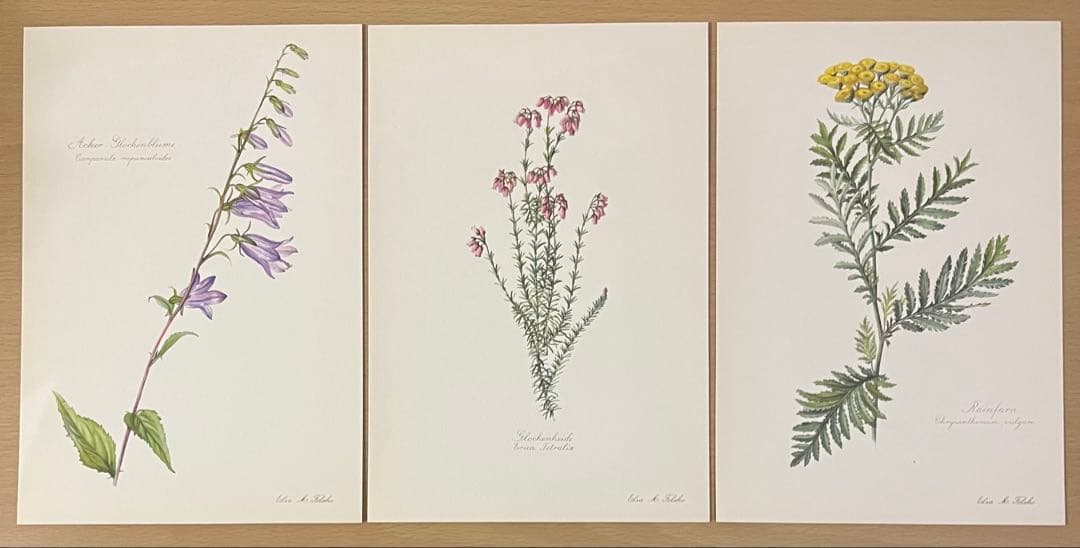 No.438ドイツ ヴィンテージ 紙もの ボタニカルアート 植物図鑑 水彩画