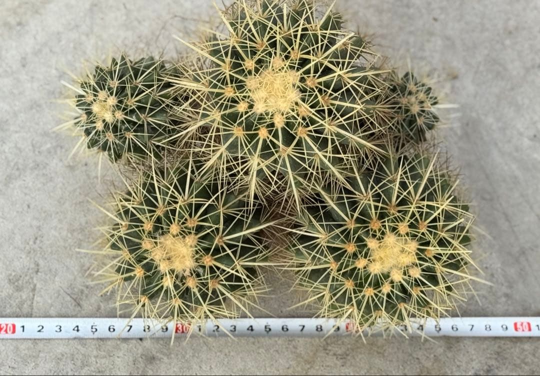 専用　群生　金鯱　キンシャチ　サボテン　地植　ドライガーデン