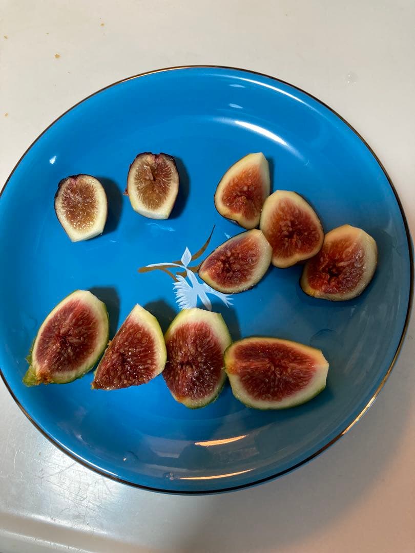 イチジク　穂木